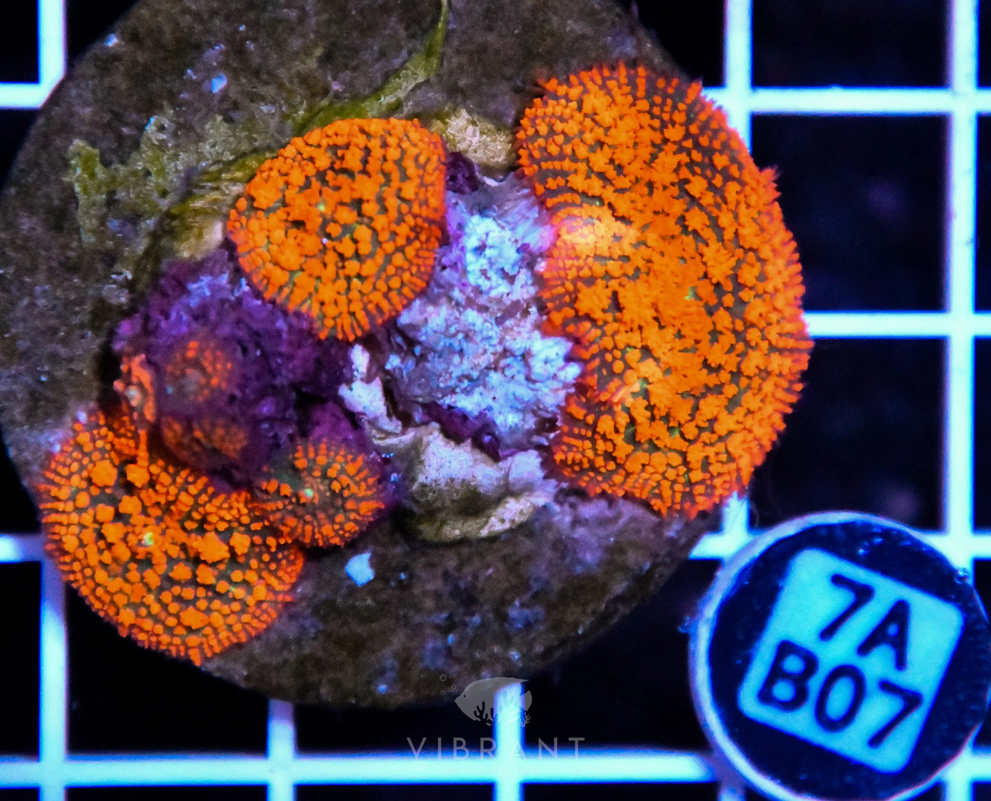 Mushroom INDO