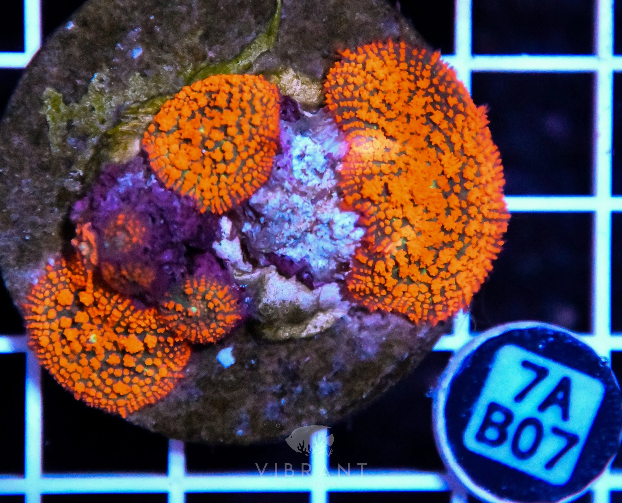 Mushroom INDO