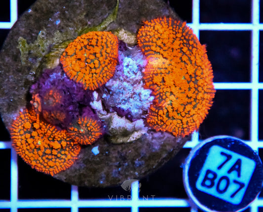 Mushroom INDO