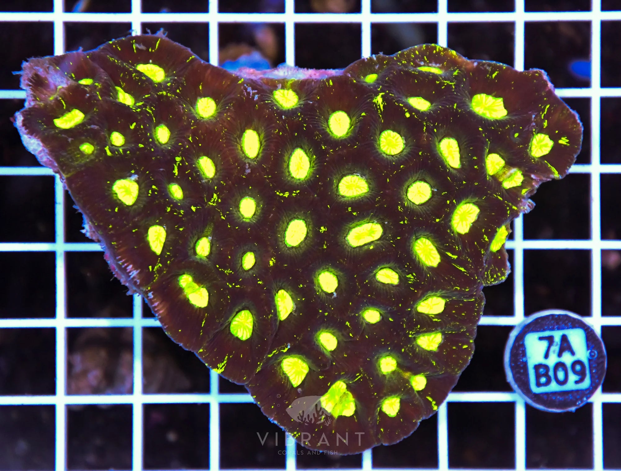Goniastrea AUS