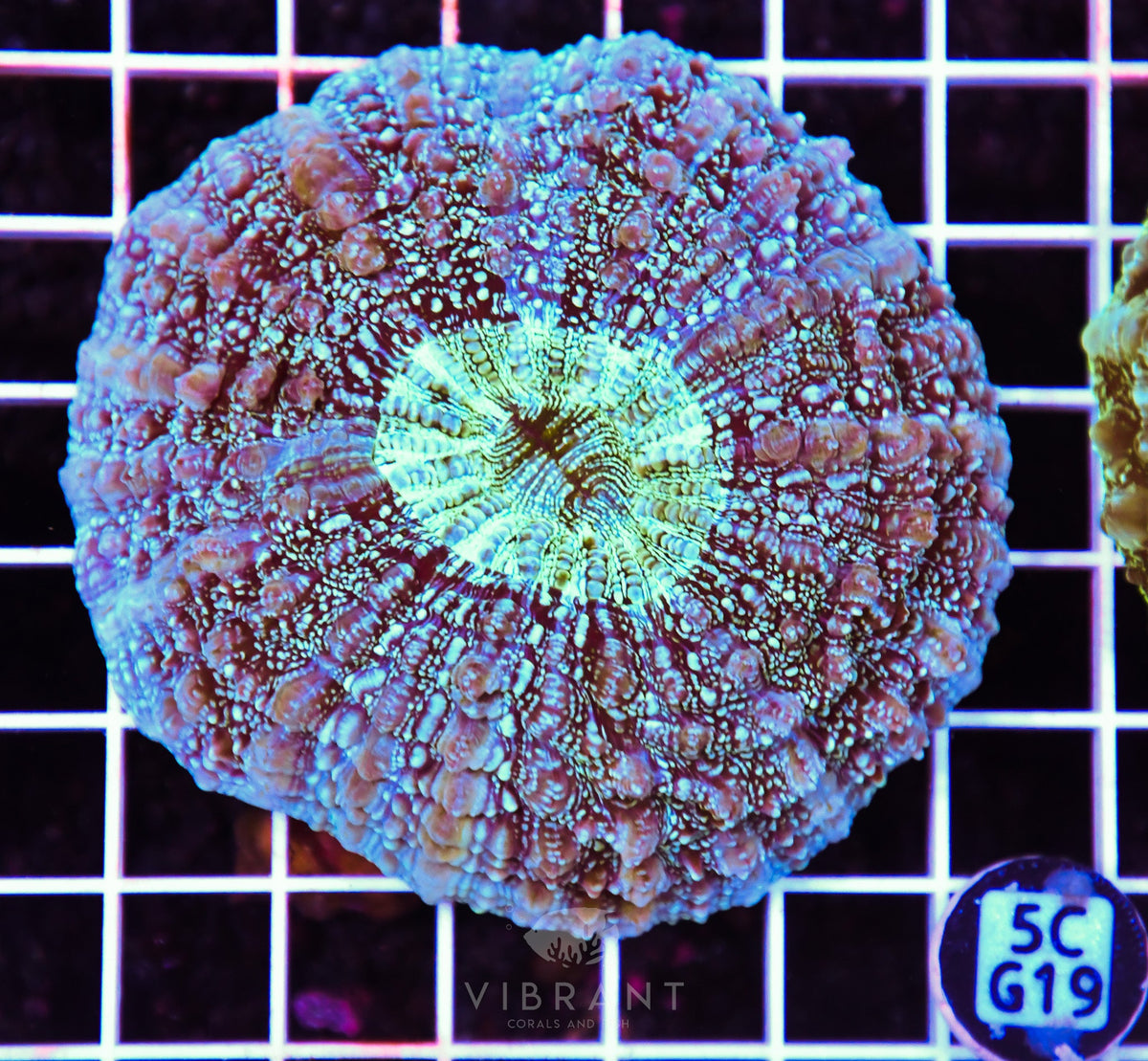 Acanthophyllia AUS