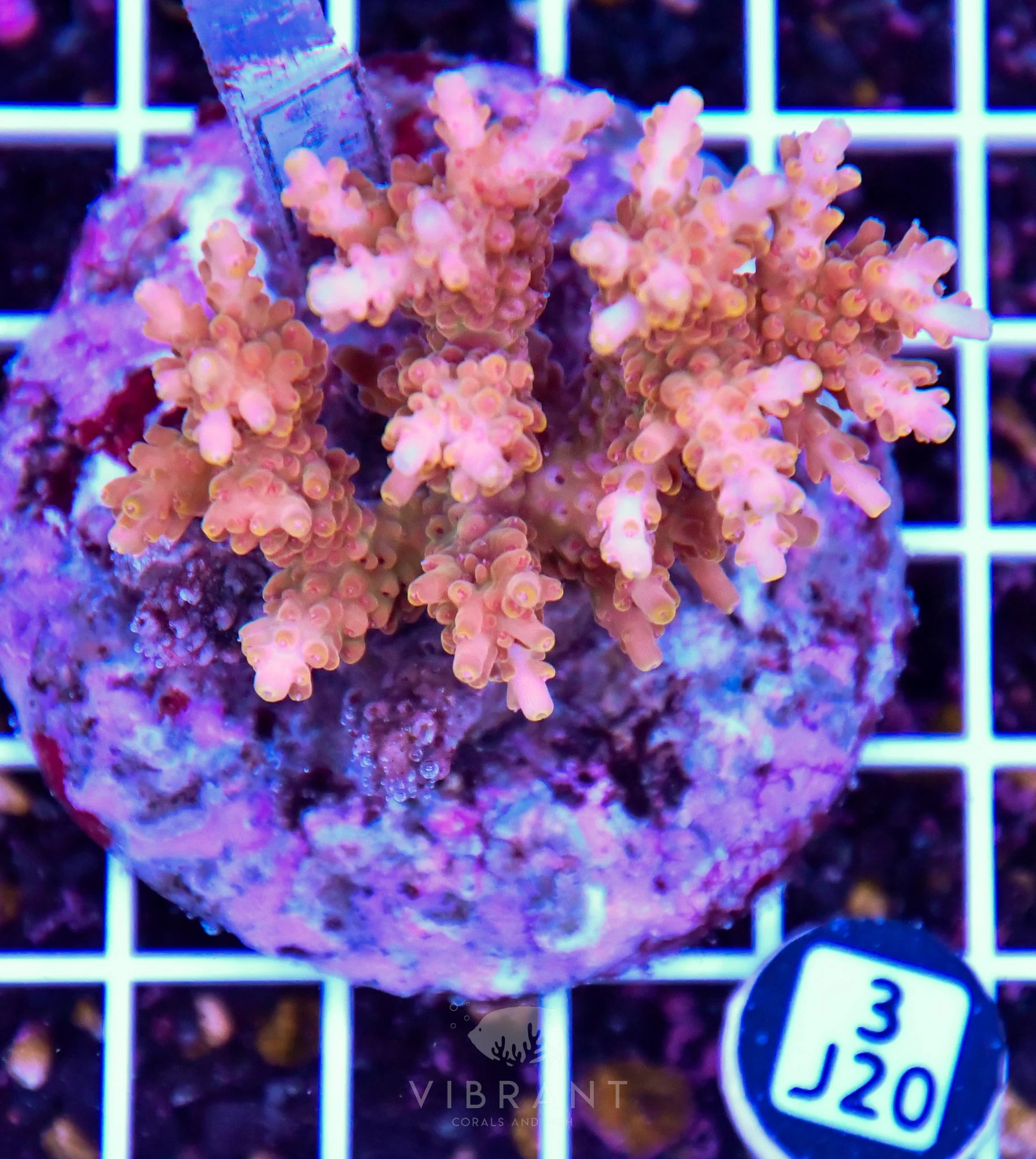 Acro INDO