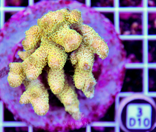 Acro INDO