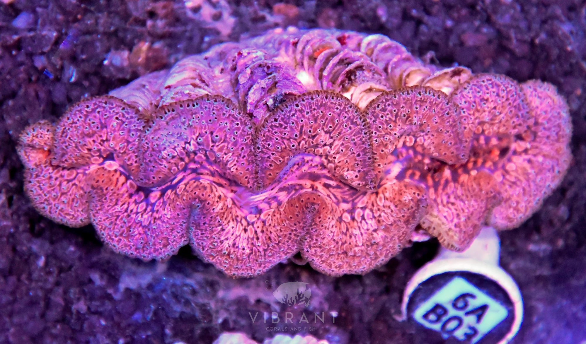 Clam NINGALOO