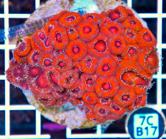 Micromussa INDO