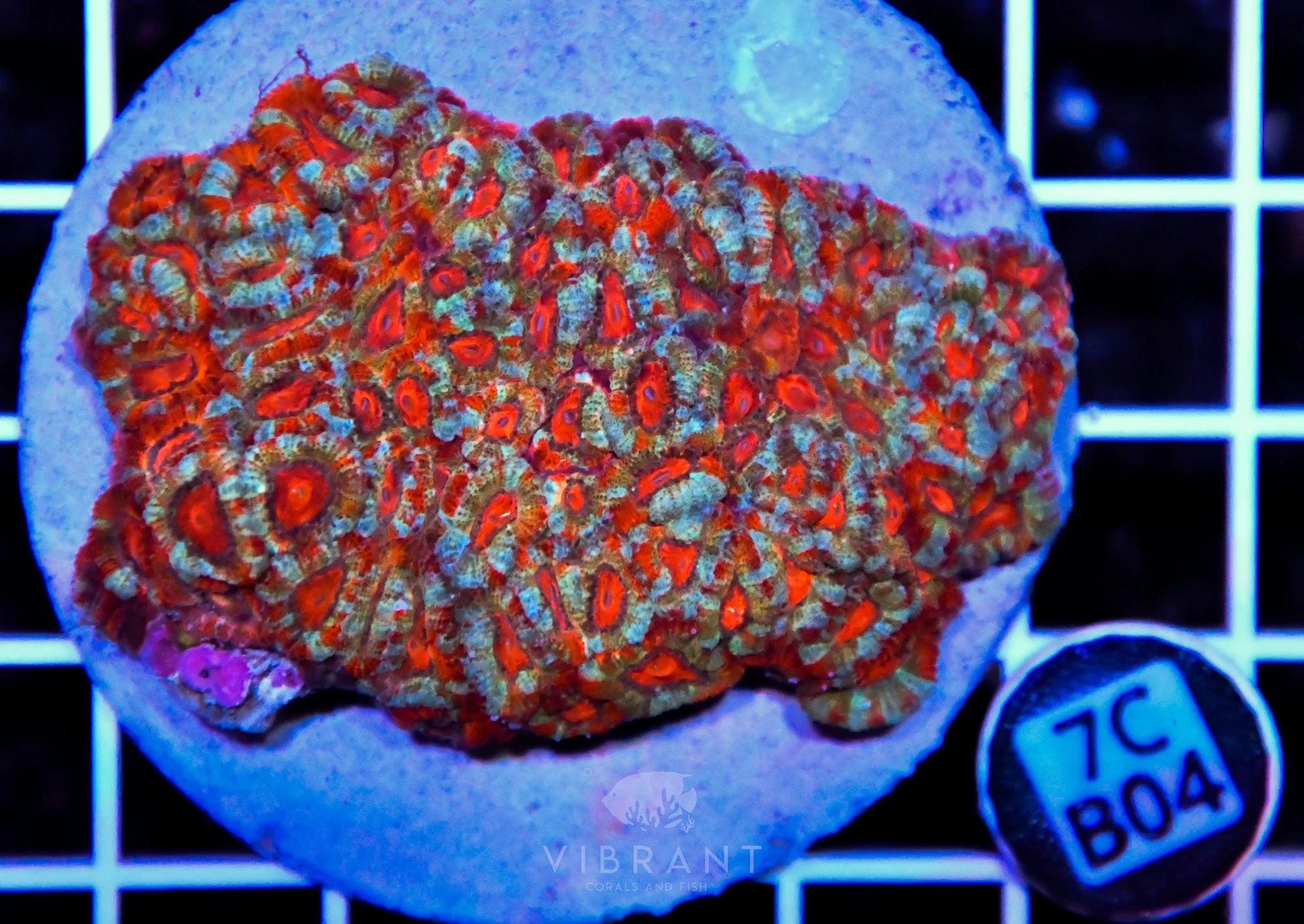 Micromussa INDO