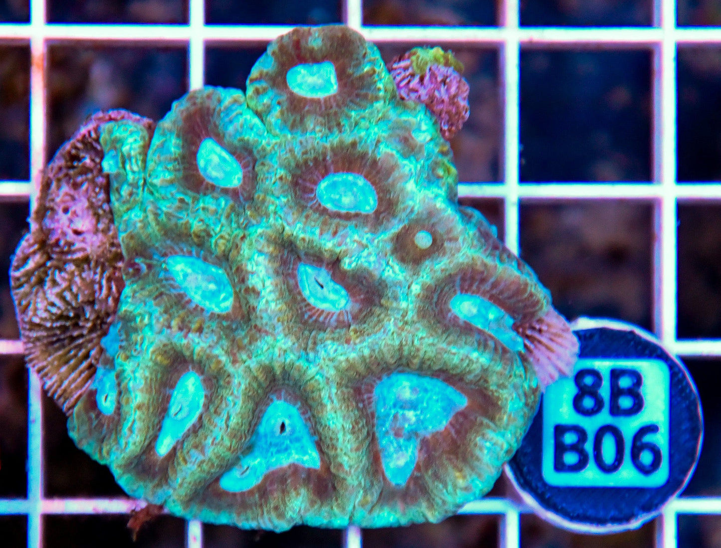 Micromussa WAUS