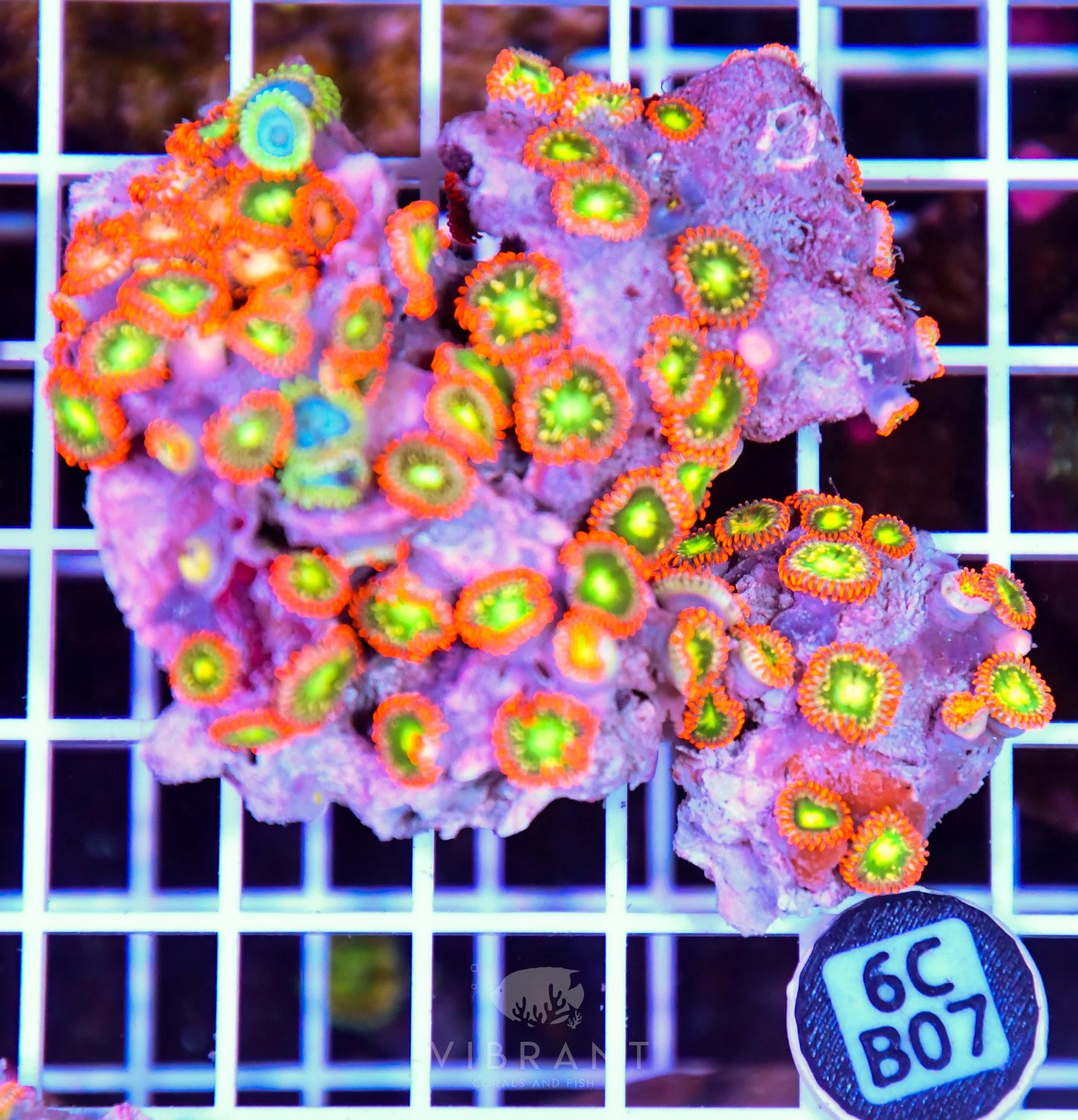 Zoa AUS