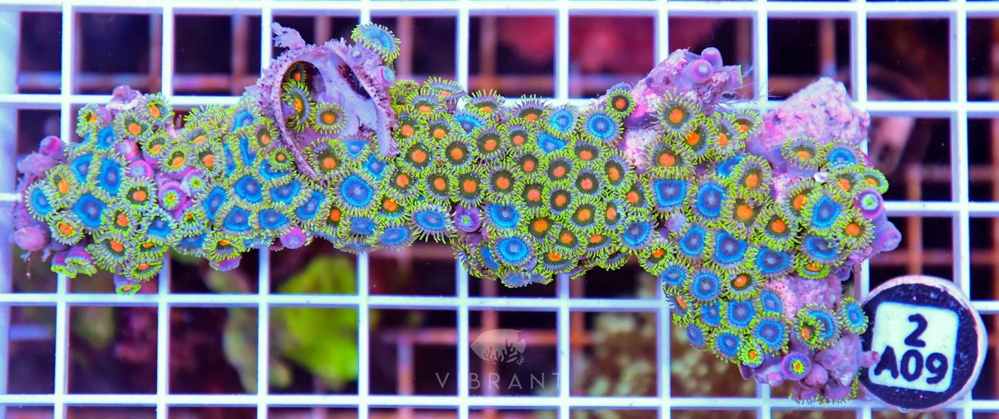 Zoa AUS