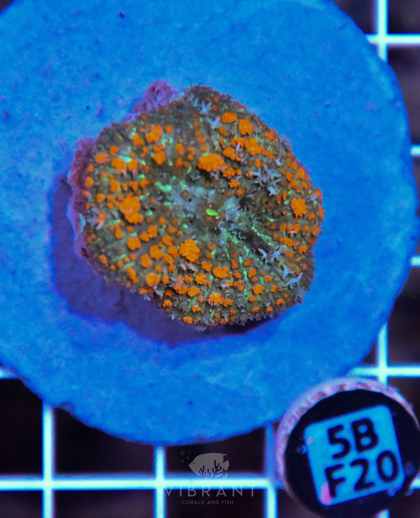 Mushroom INDO