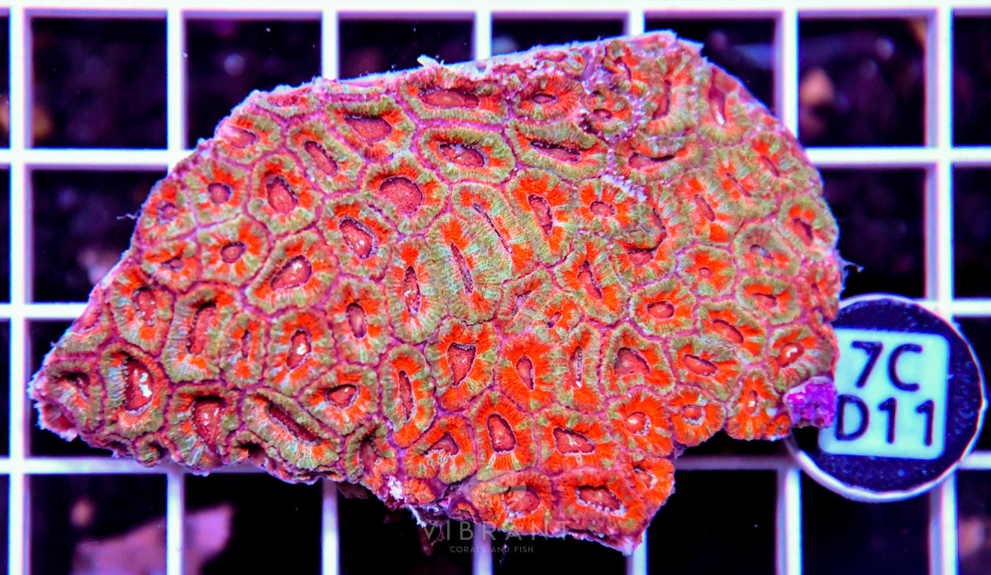 Micromussa INDO