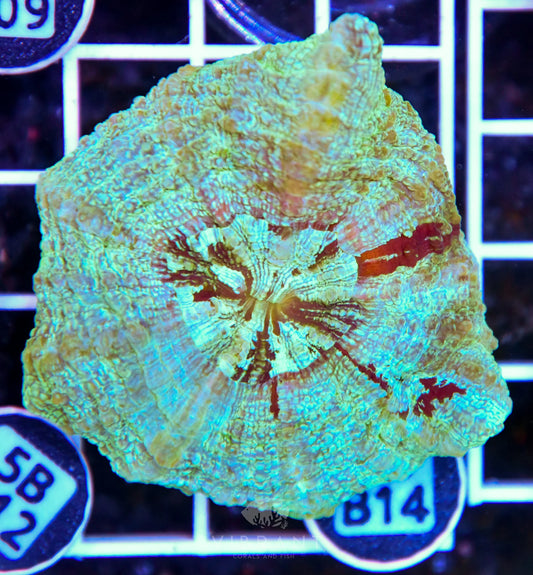 Acanthophyllia AUS