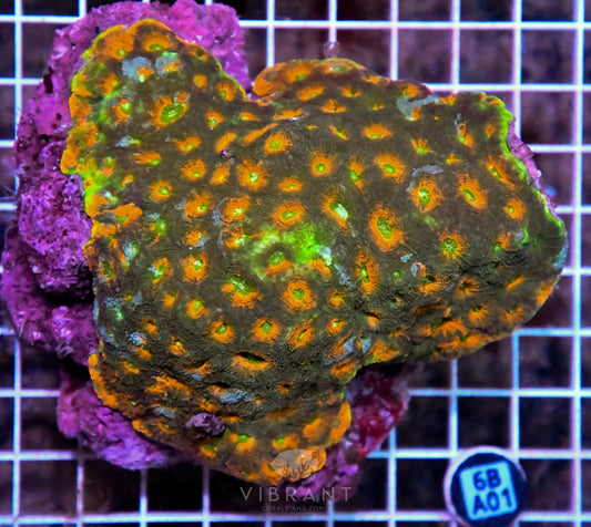 Acan Echinata INDO W