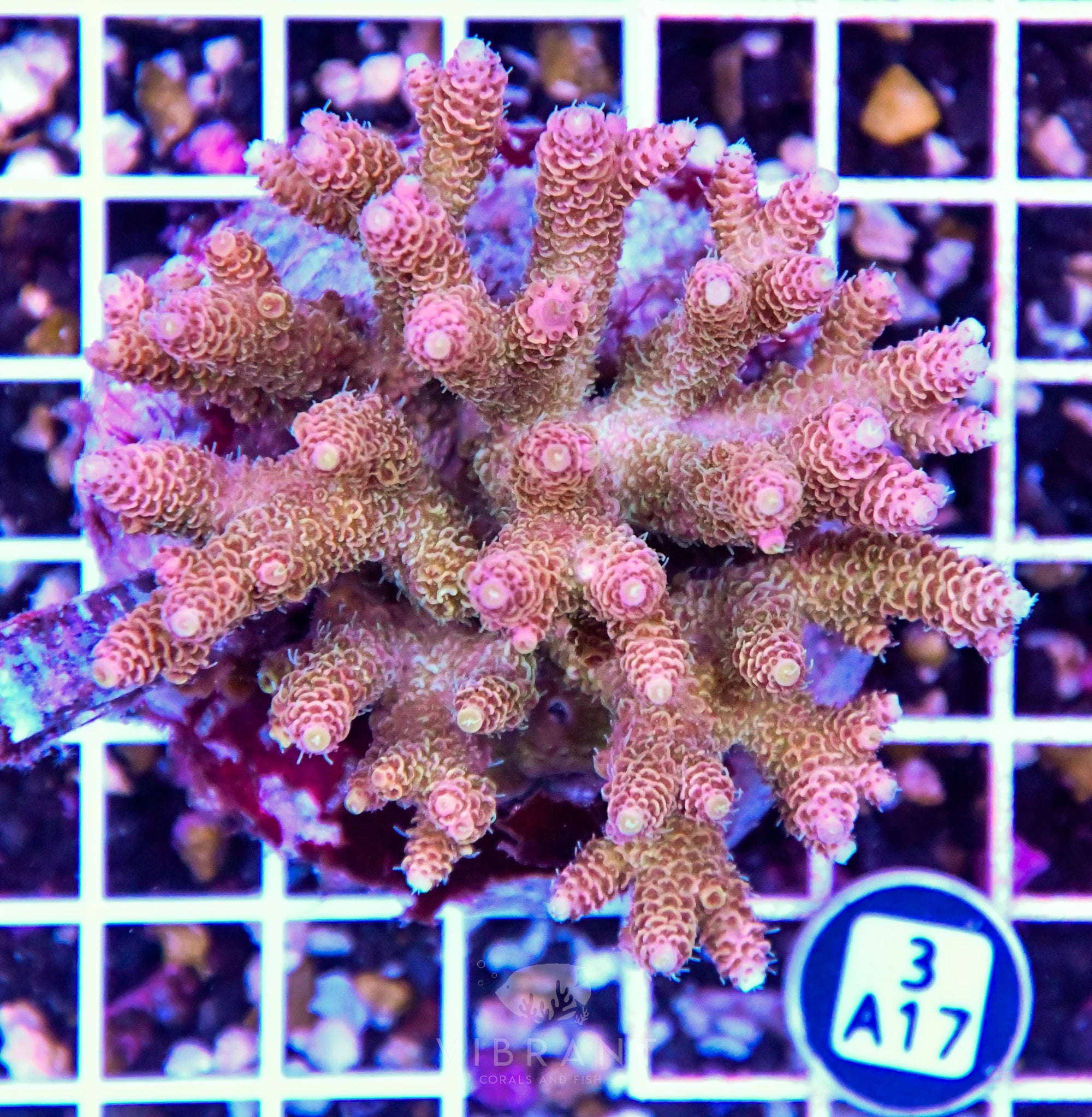 Acro INDO