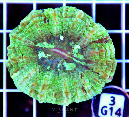 Acanthophyllia AUS