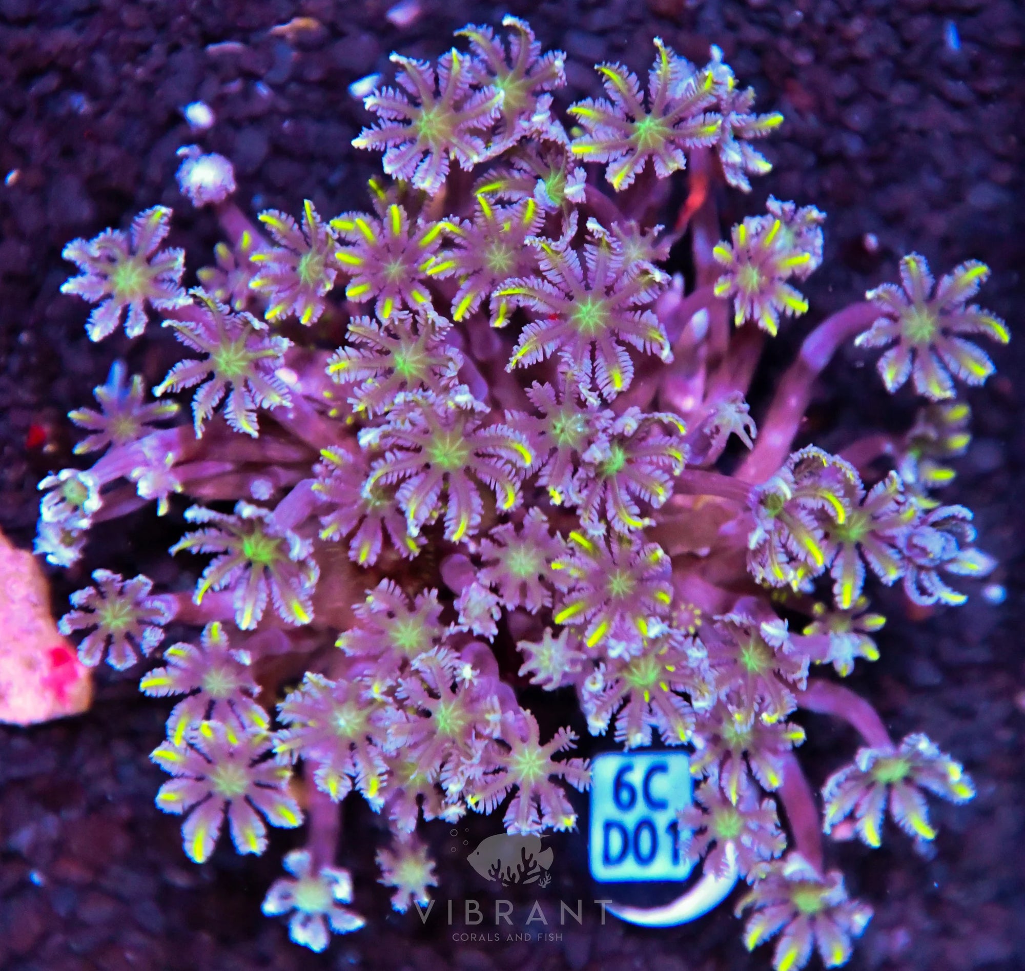 Clove Polyp INDO W