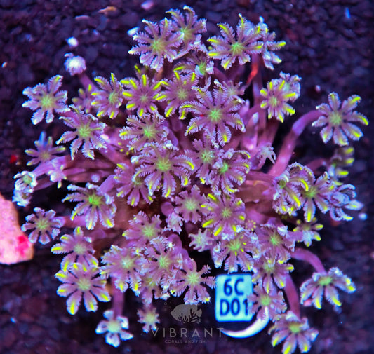 Clove Polyp INDO W