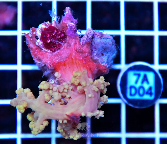 Carnation Coral INDO W