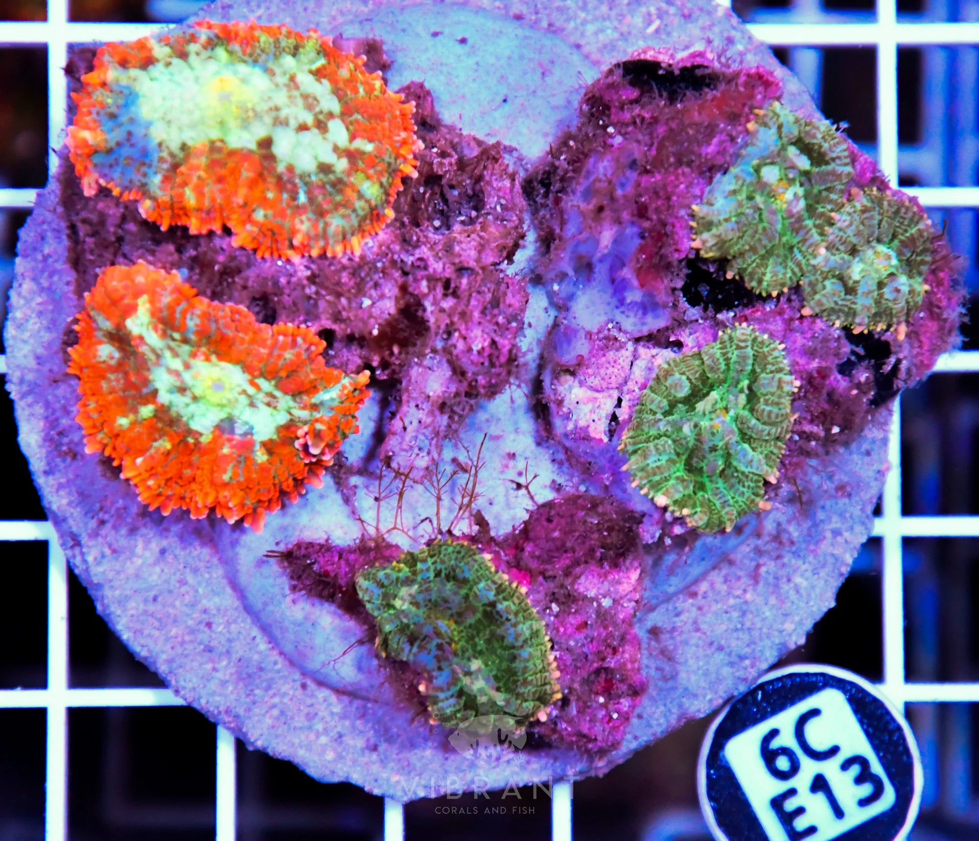 Mushroom INDO