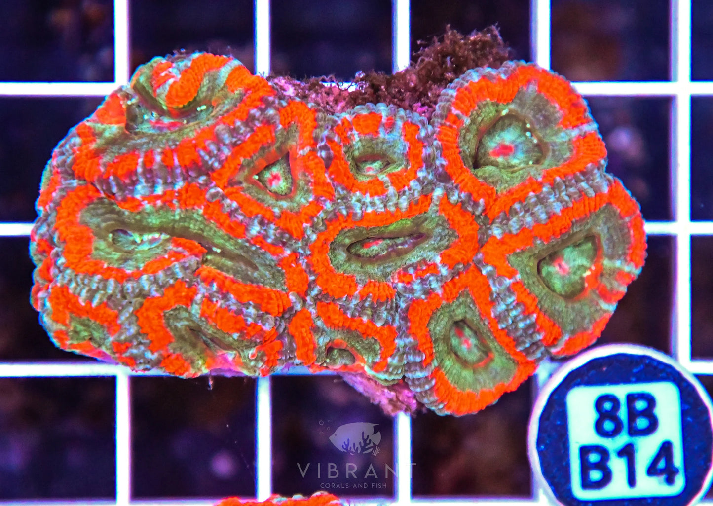 Micromussa WAUS
