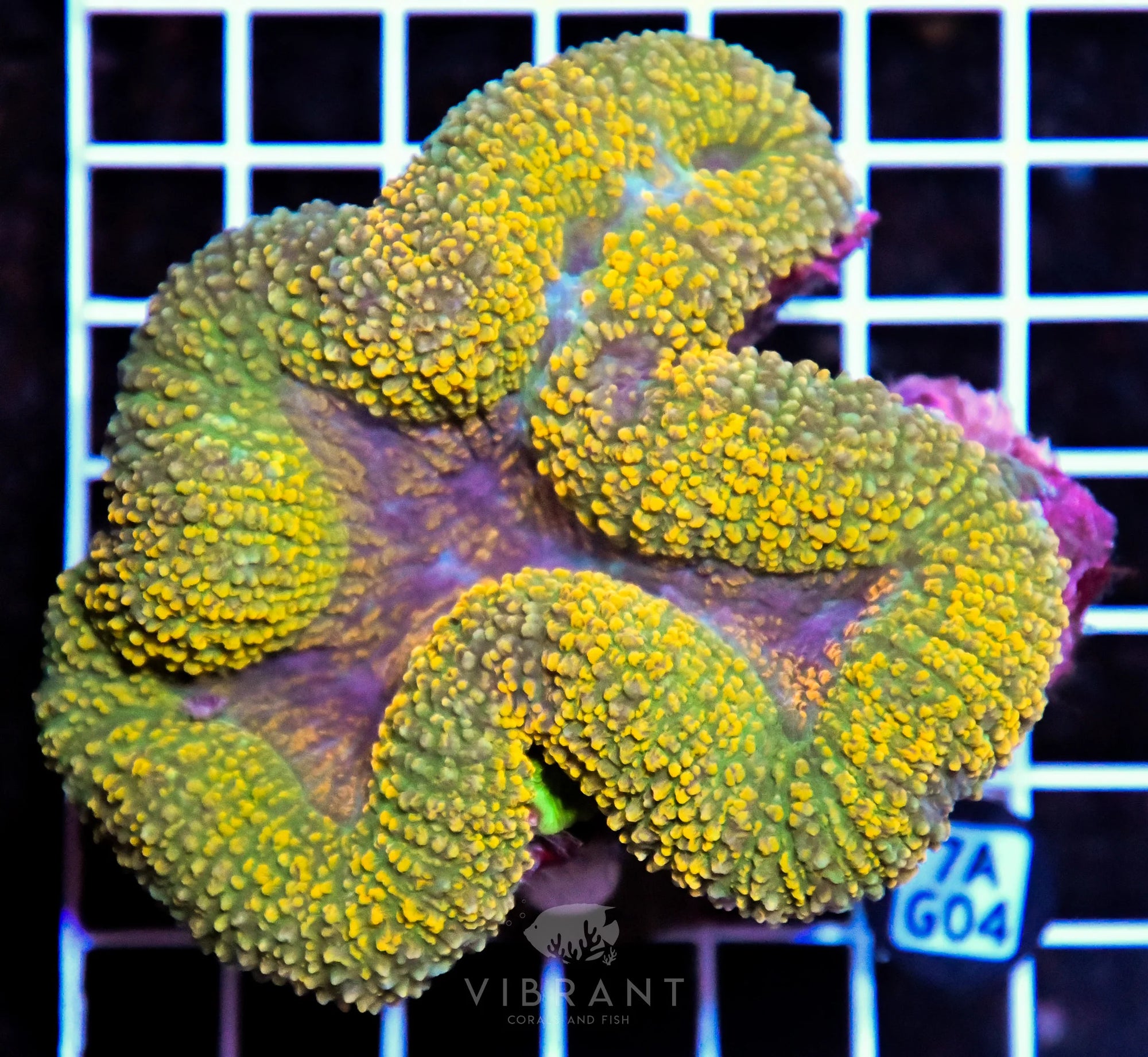 Symphyllia INDO