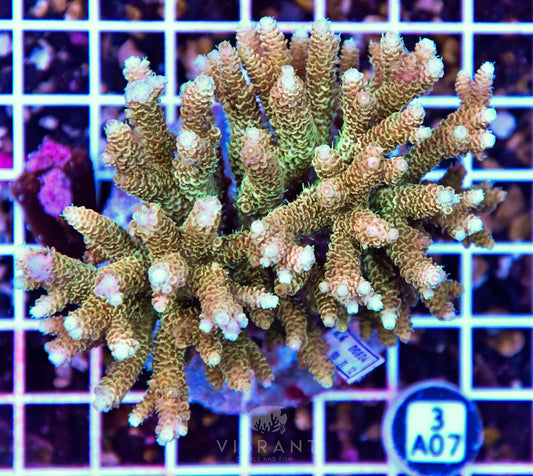 Acro INDO
