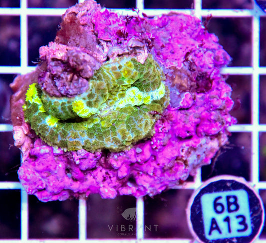 Mushroom INDO