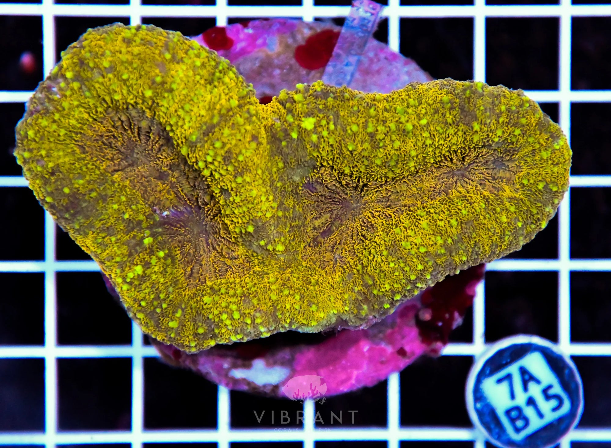 Symphyllia INDO