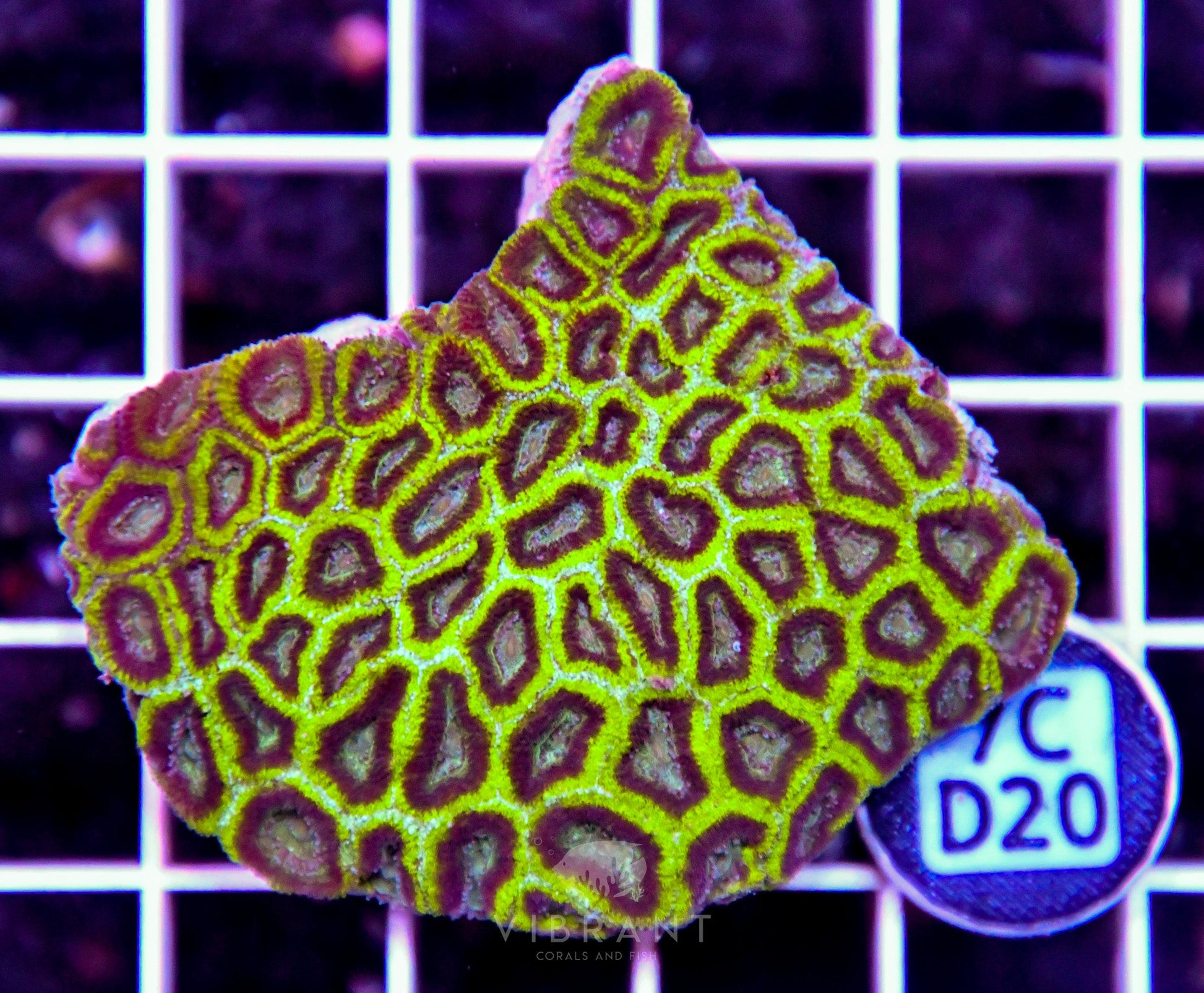 Micromussa INDO