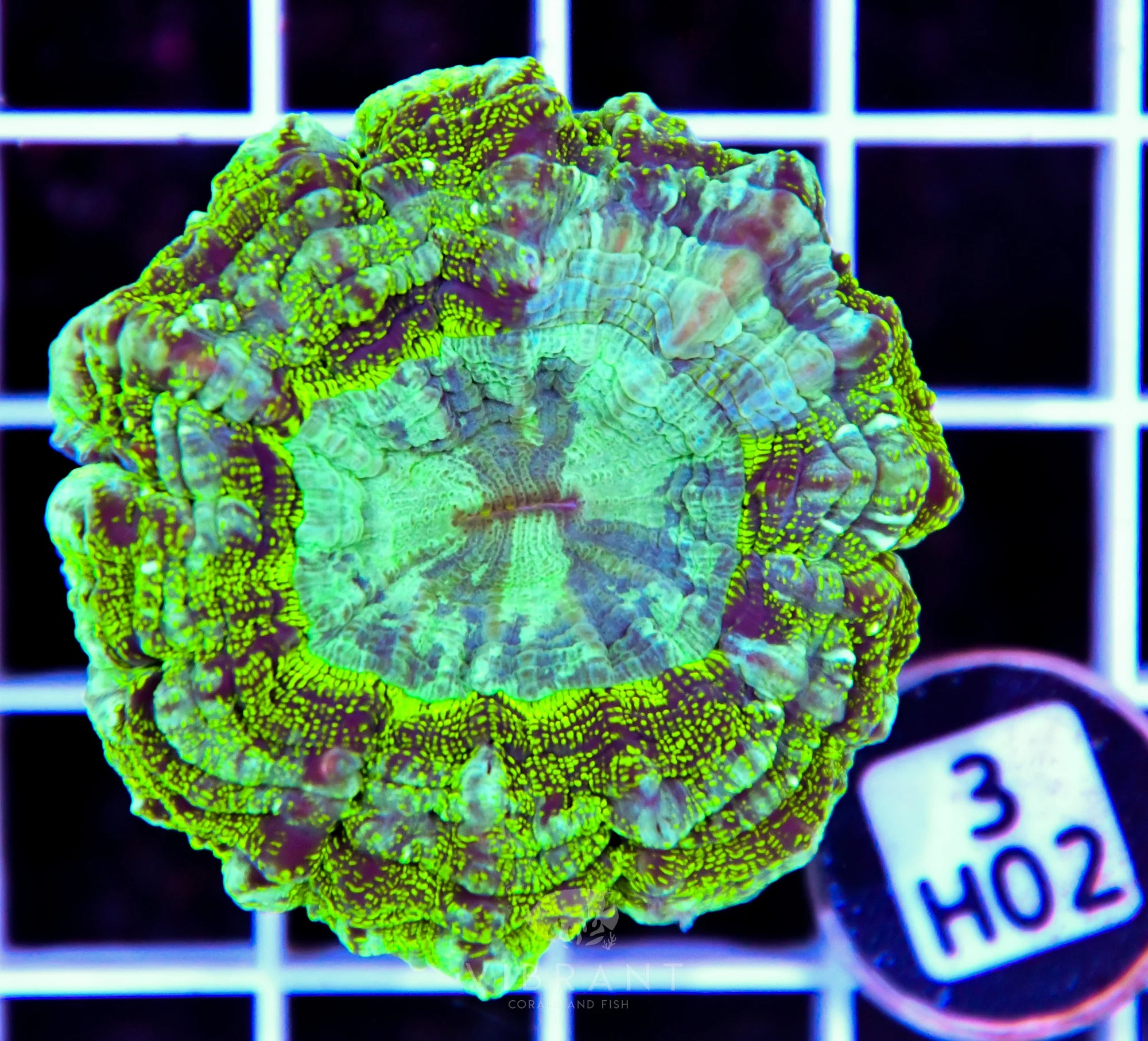 Acanthophyllia AUS