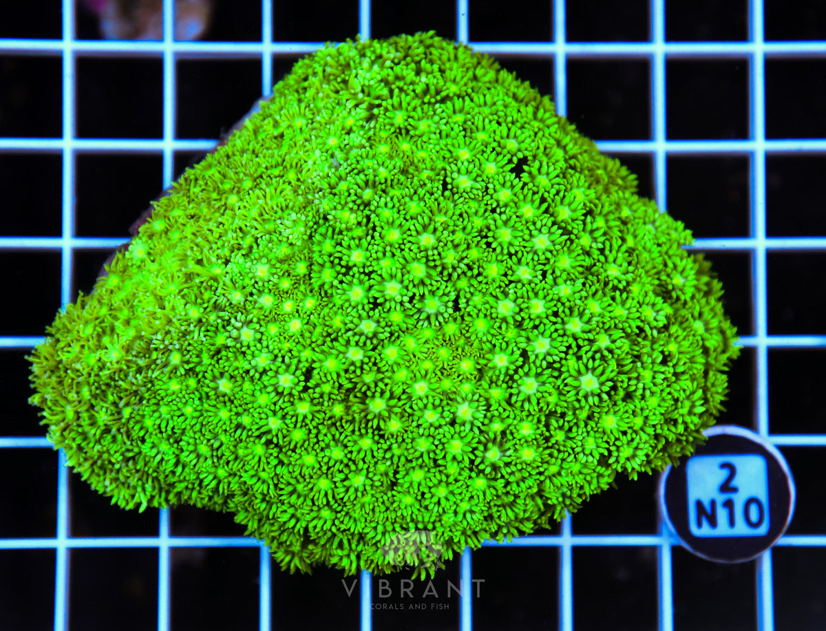 Goniopora AUS