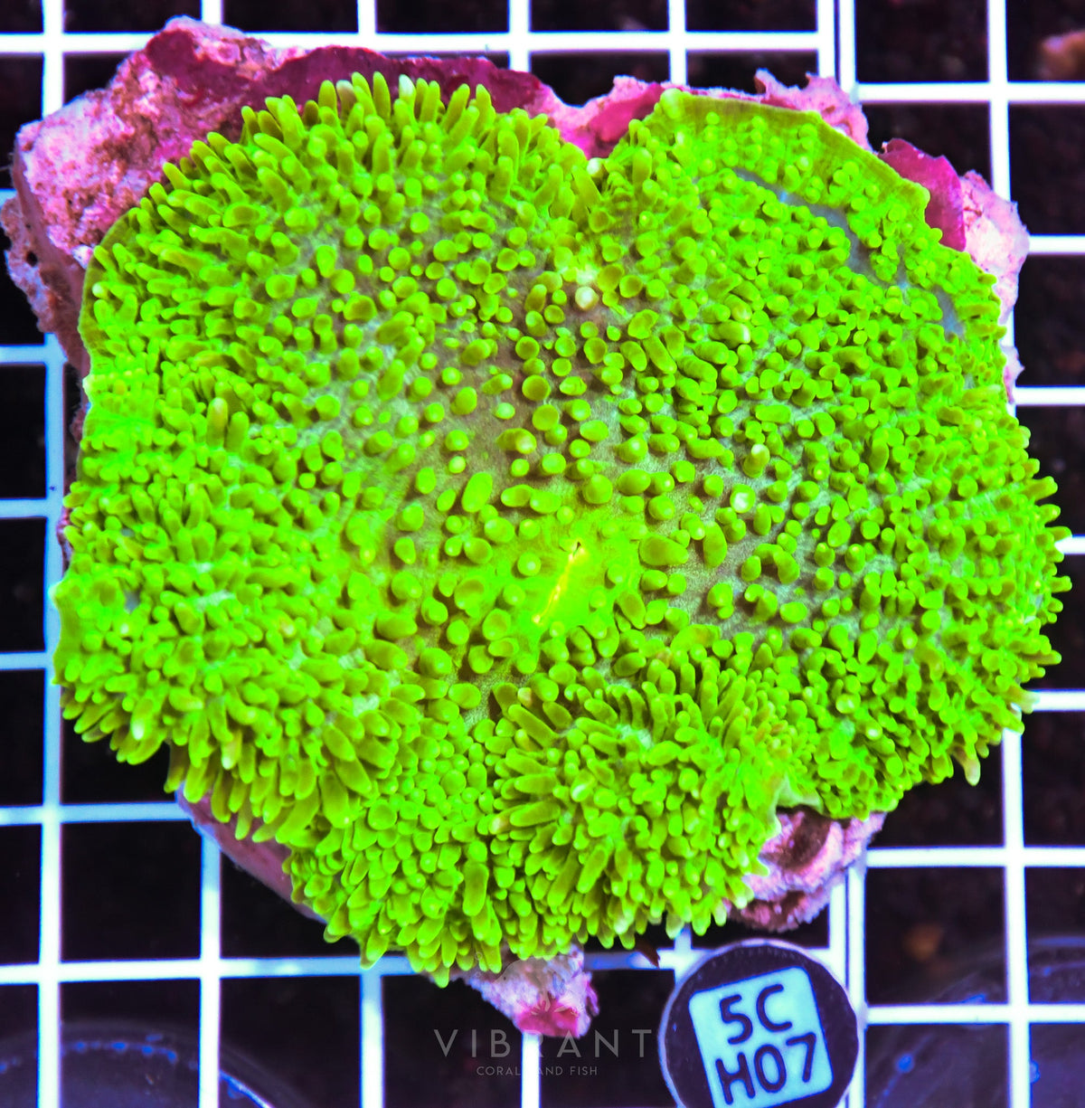 Mushroom INDO