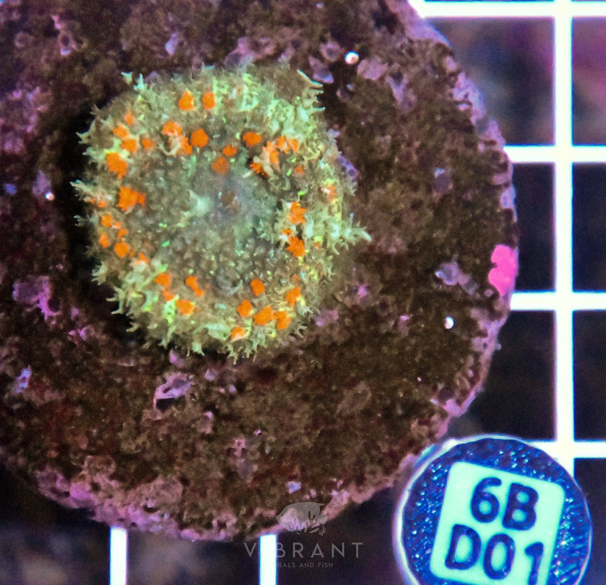 Mushroom INDO