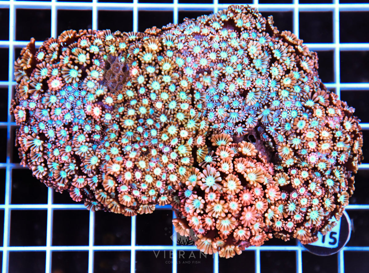 Alveopora AUS