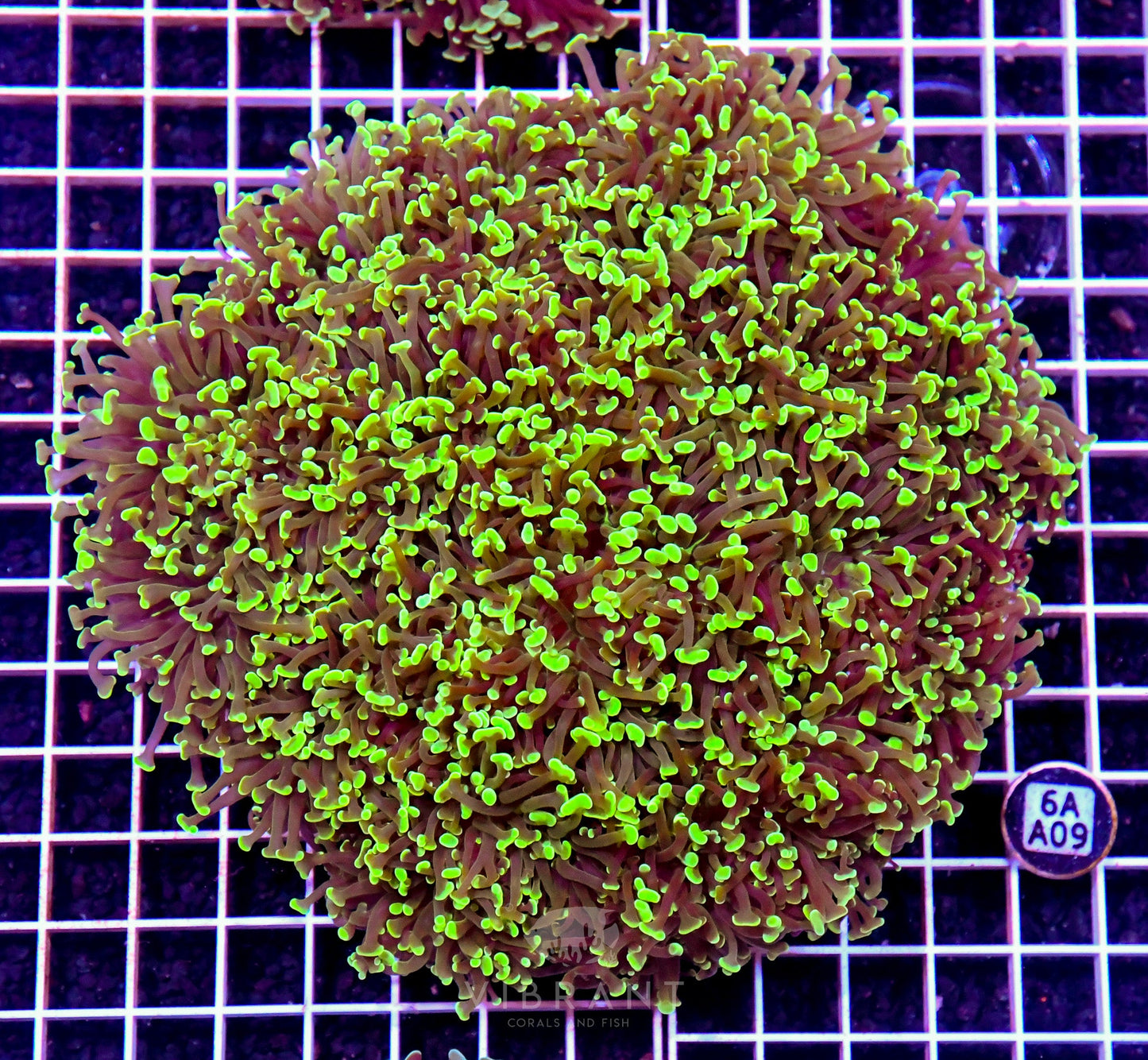 Hammer Wall AUS SHOW PIECE