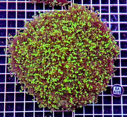 Hammer Wall AUS SHOW PIECE