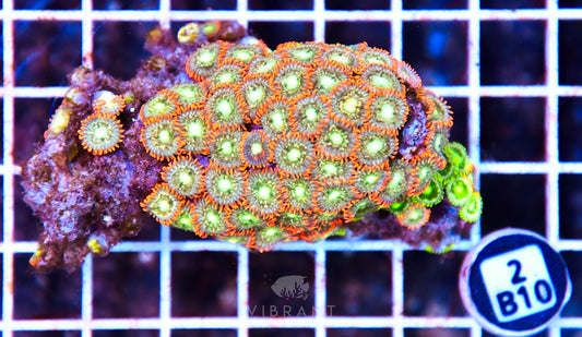 Zoa AUS