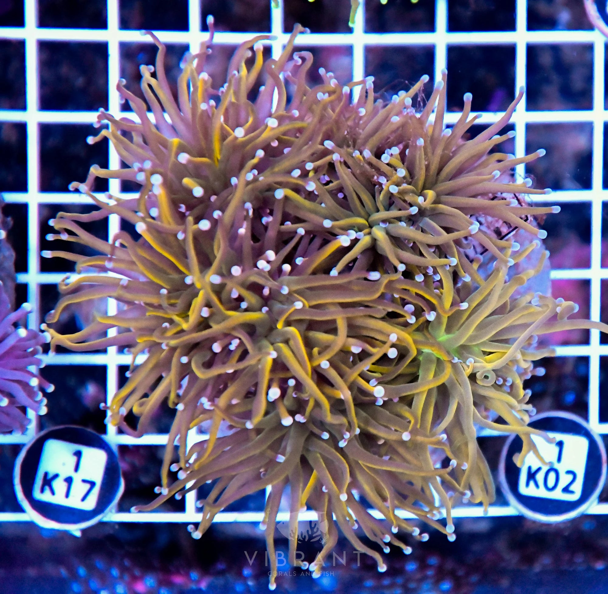 Torch INDO Colony