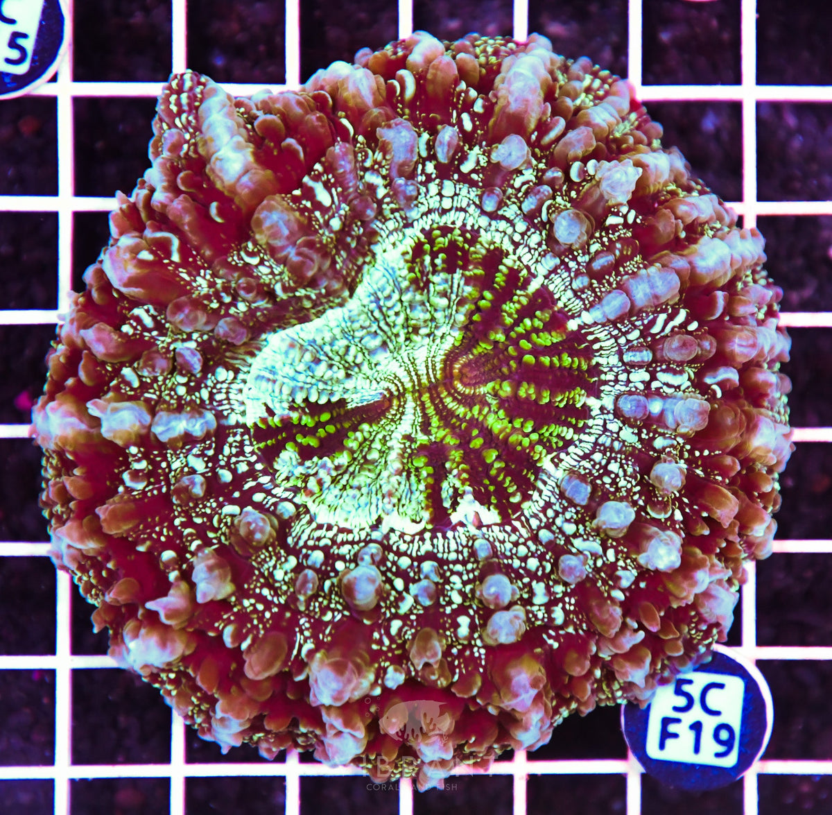Acanthophyllia AUS