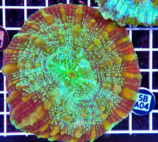 Acanthophyllia AUS