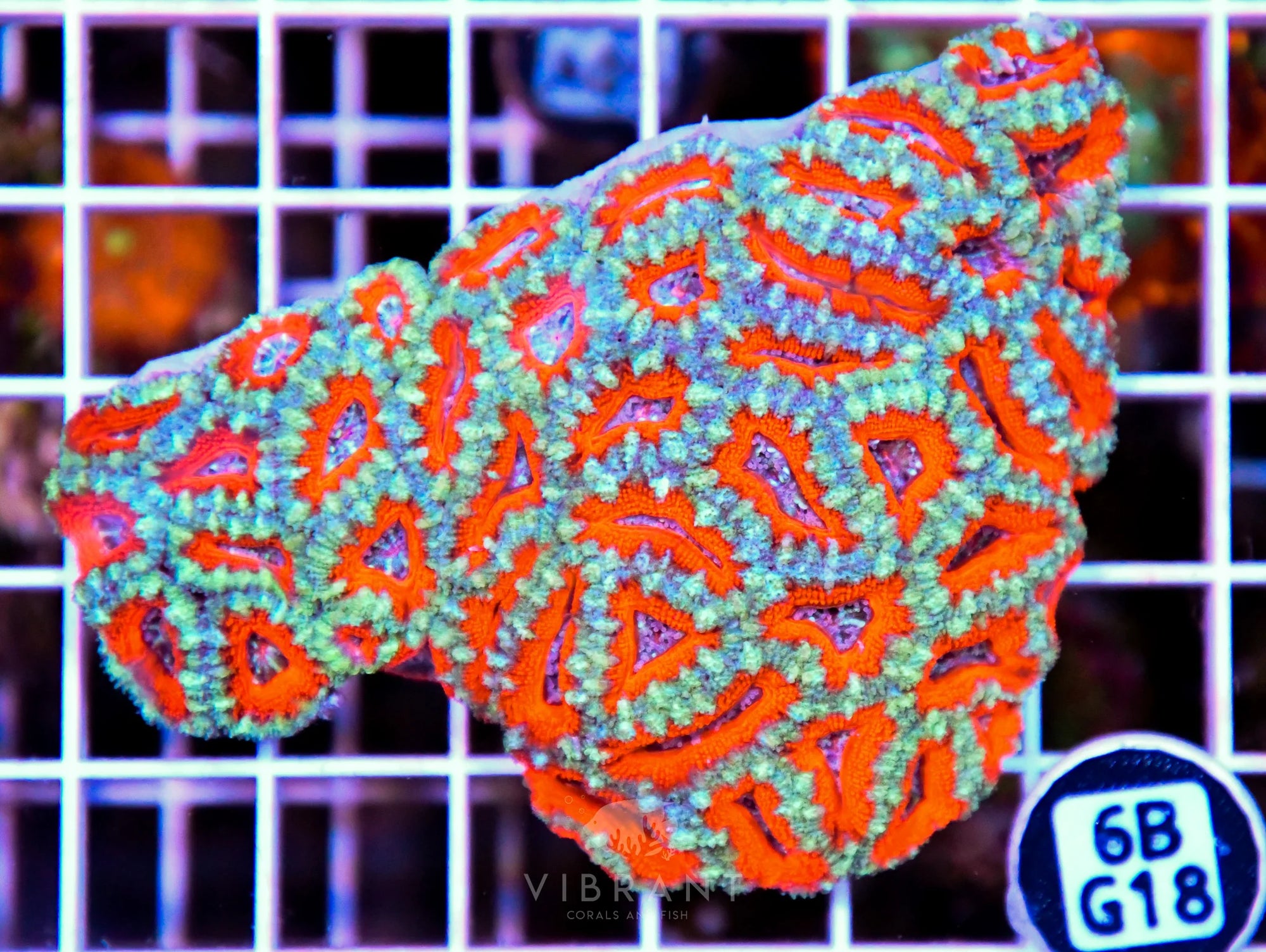 Acan Lord AUS