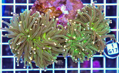Torch INDO
