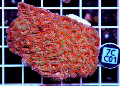 Micromussa INDO