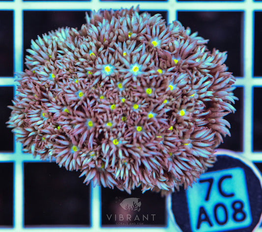 Frag Goniopora WAUS