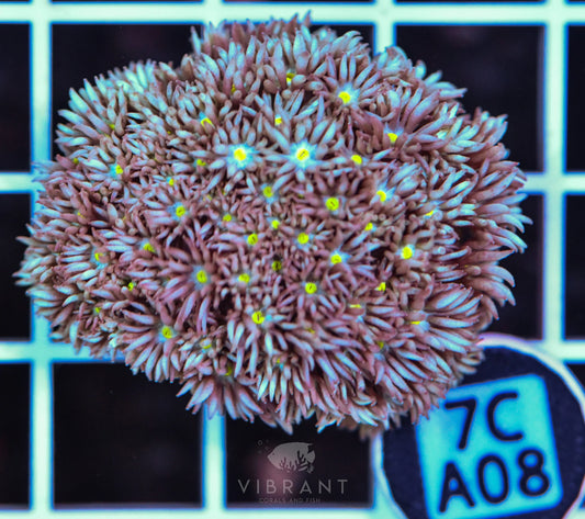 Frag Goniopora WAUS
