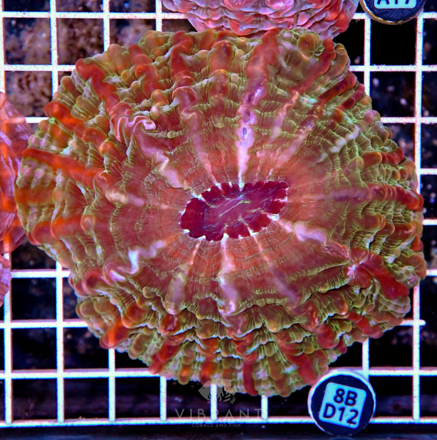 Indophyllia INDO W
