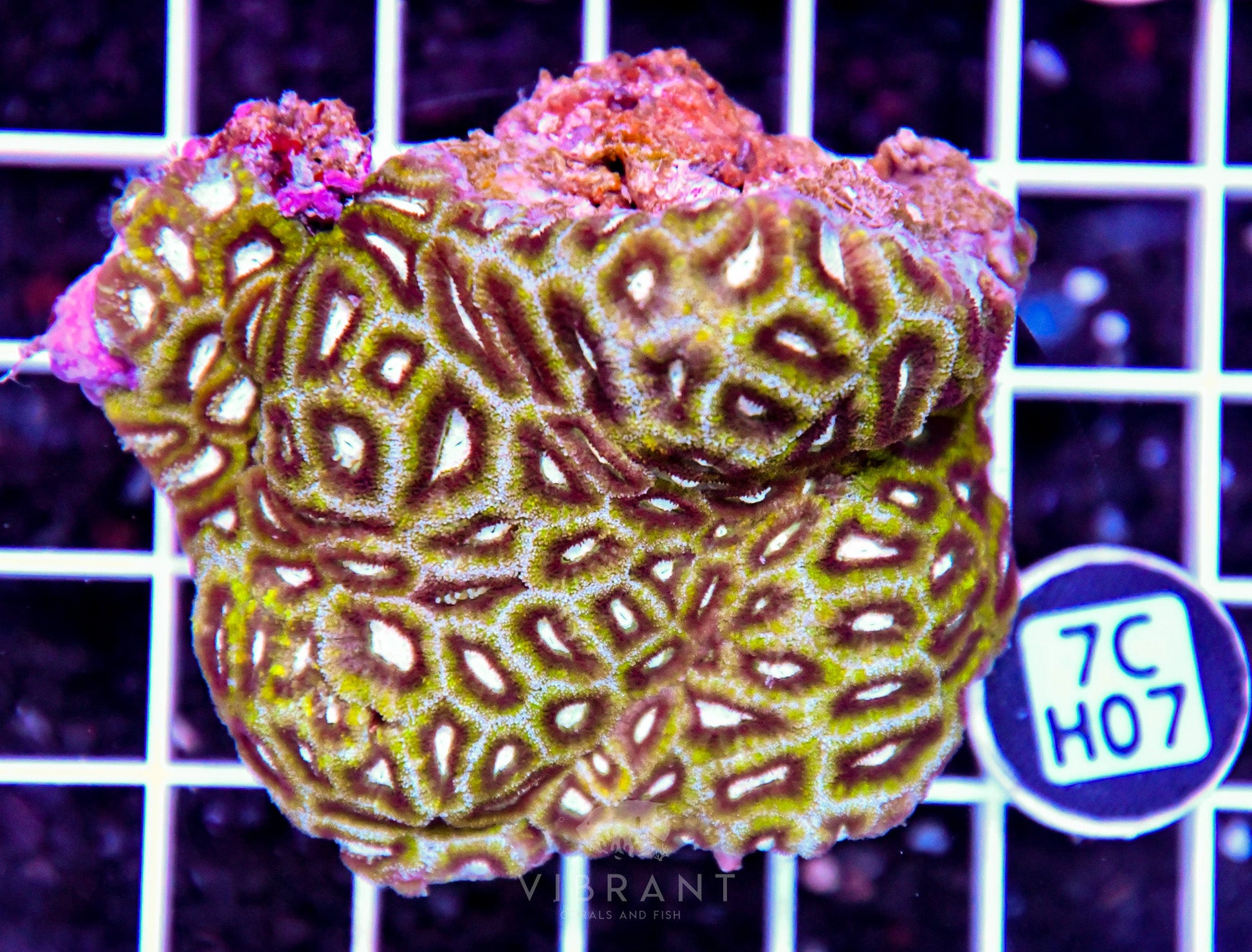 Micromussa INDO