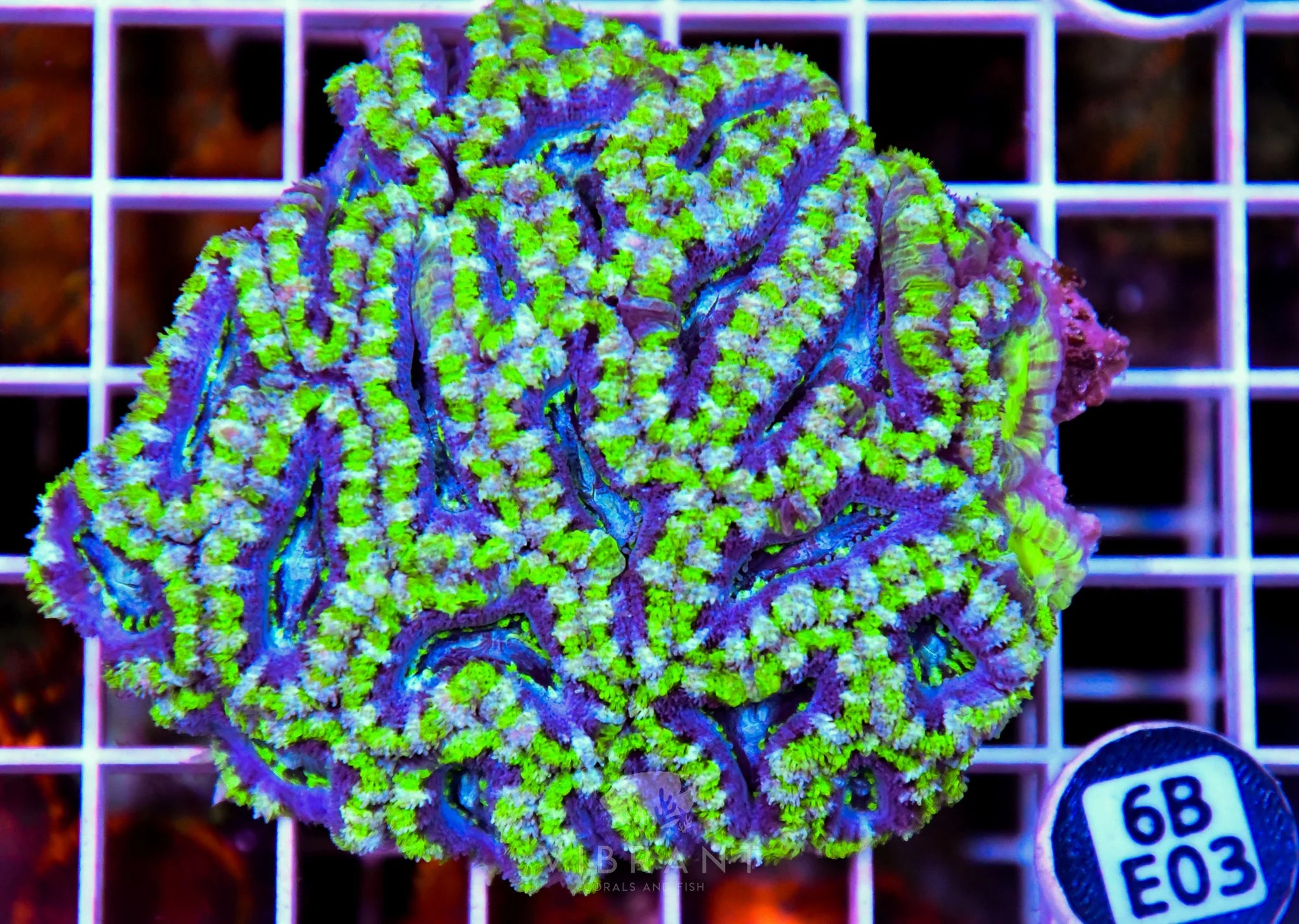 Acan Lord AUS