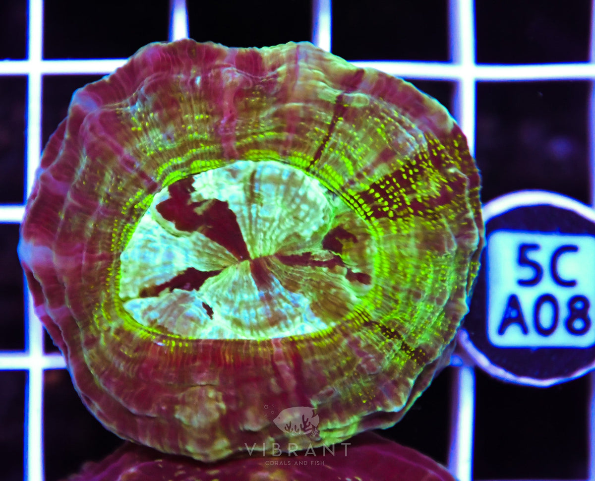Acanthophyllia AUS