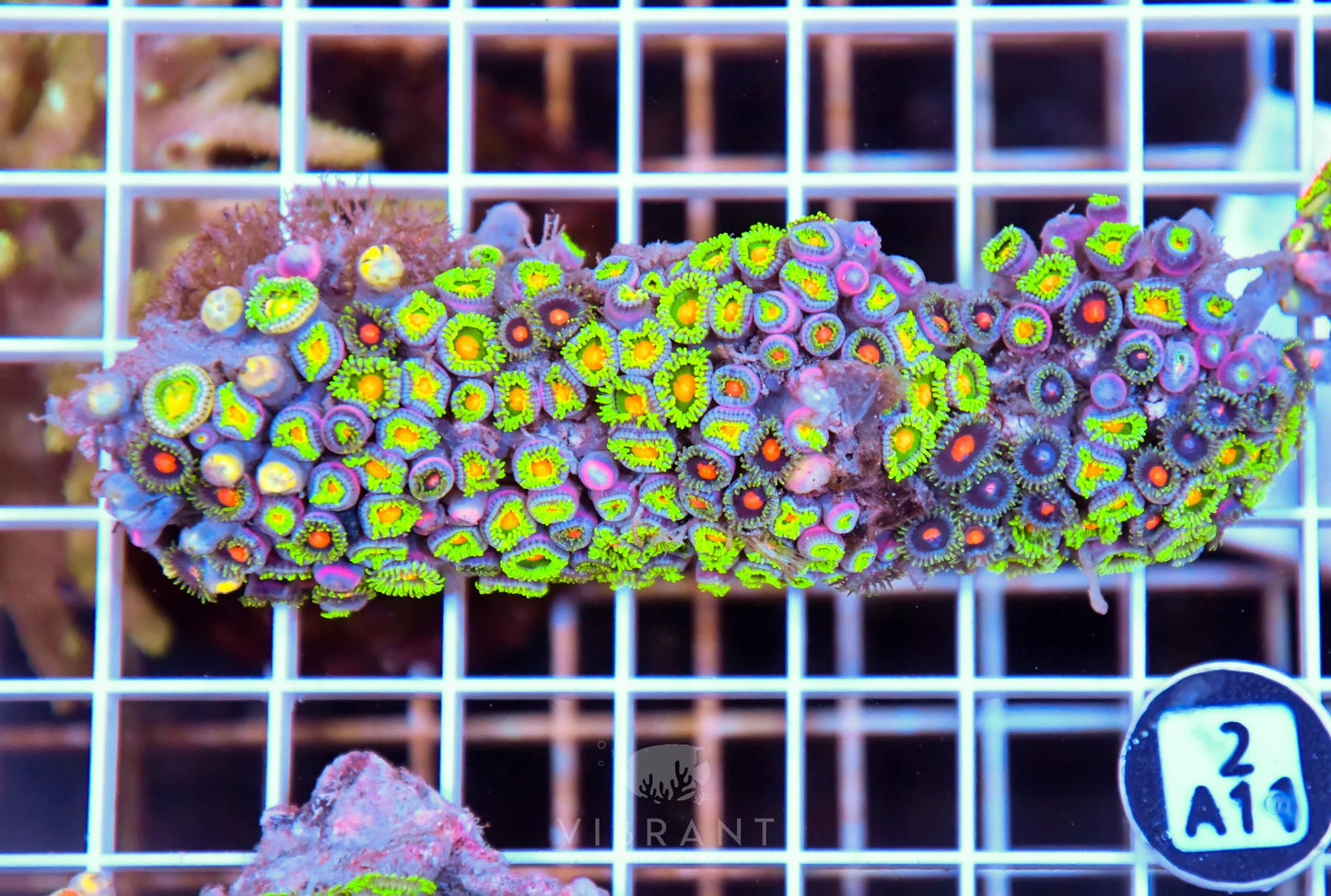 Zoa AUS